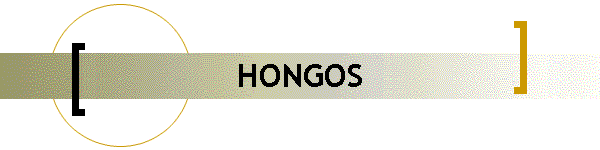 HONGOS