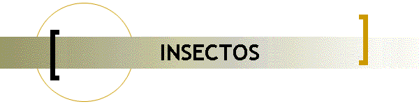 INSECTOS
